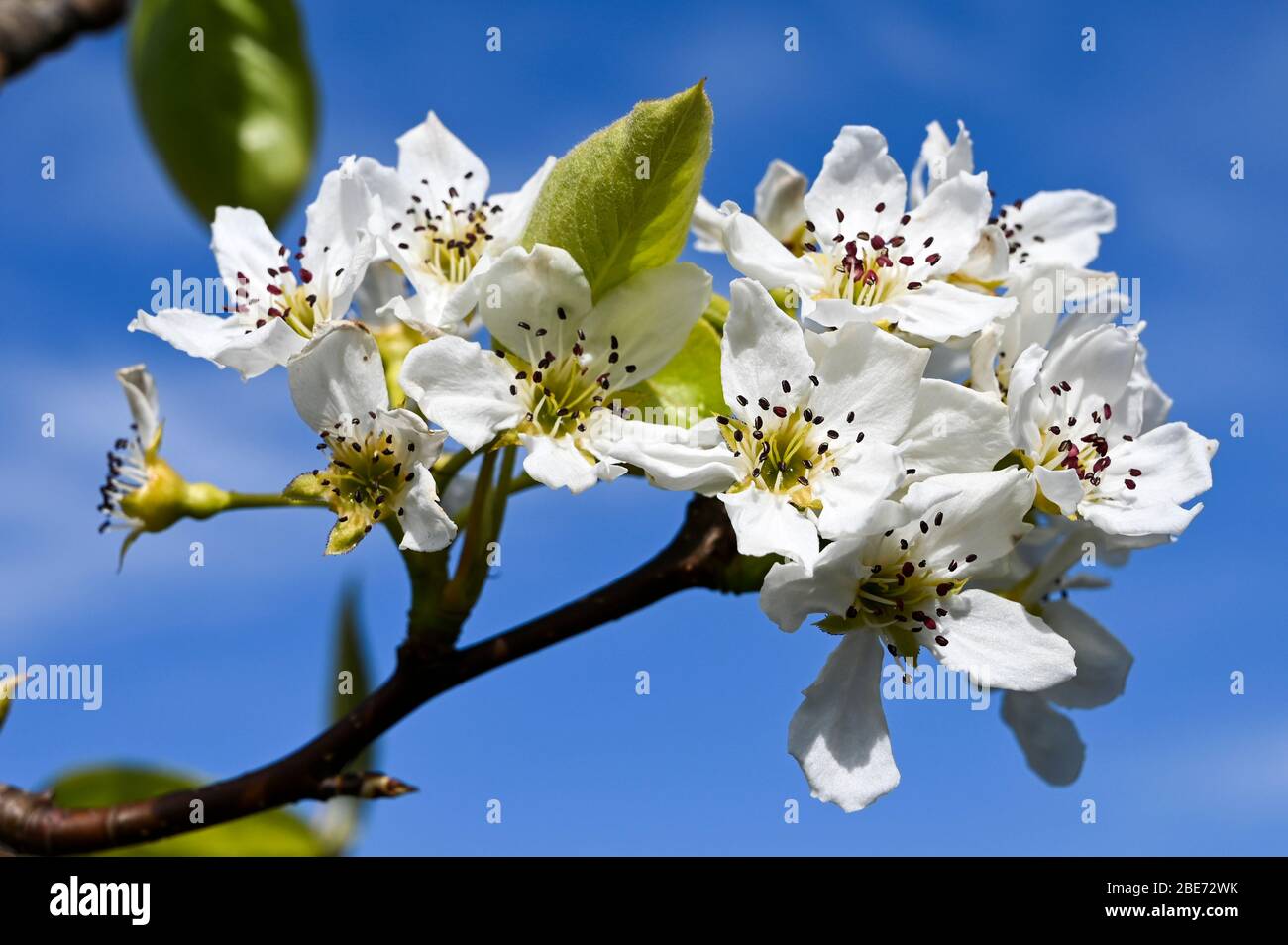 White Chinese pear blossom, pyros pyrifolia, against a blue sky. Stock Photo