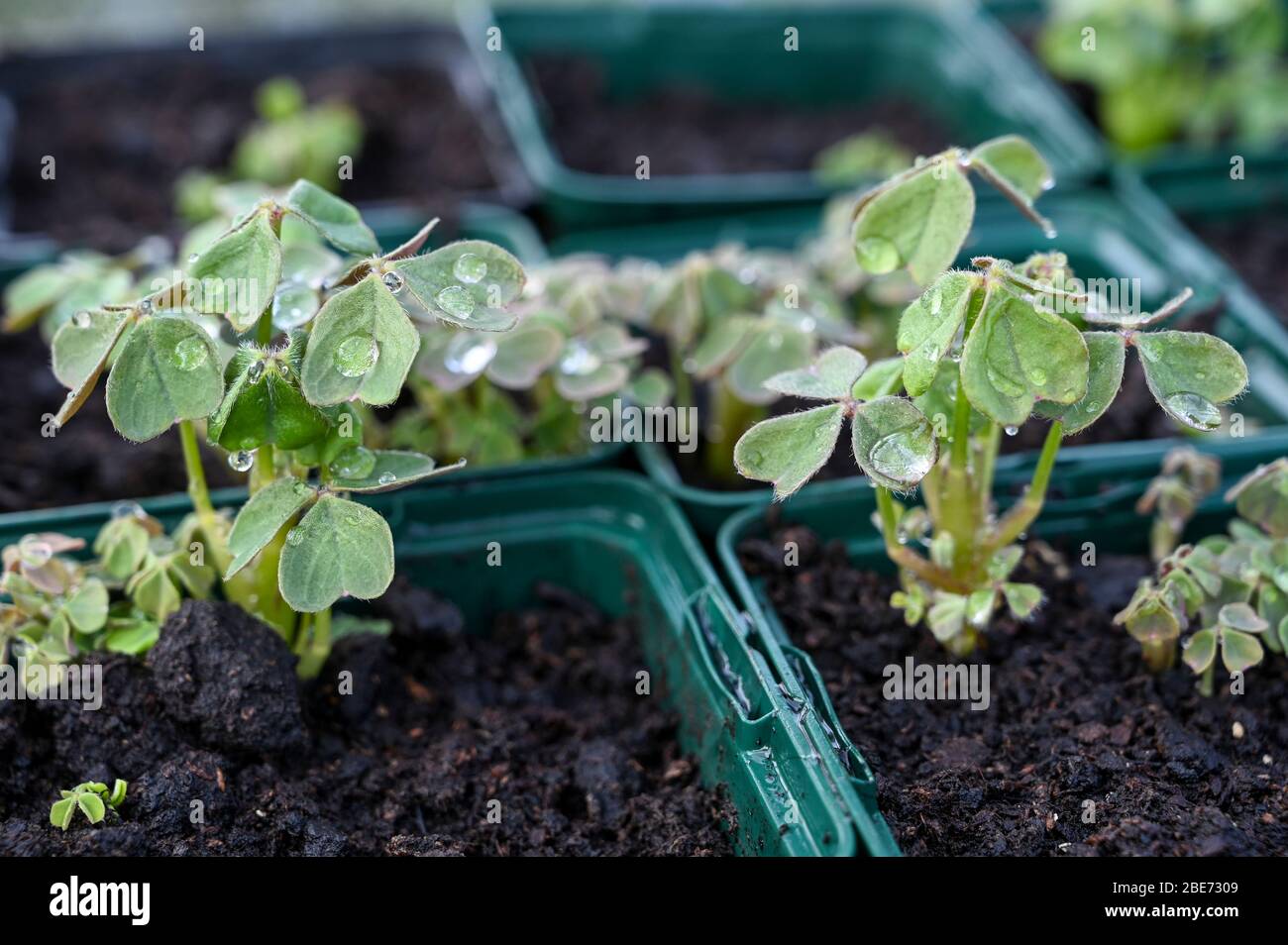 Oca or New Zealand yams growing as seedlings in pots before being