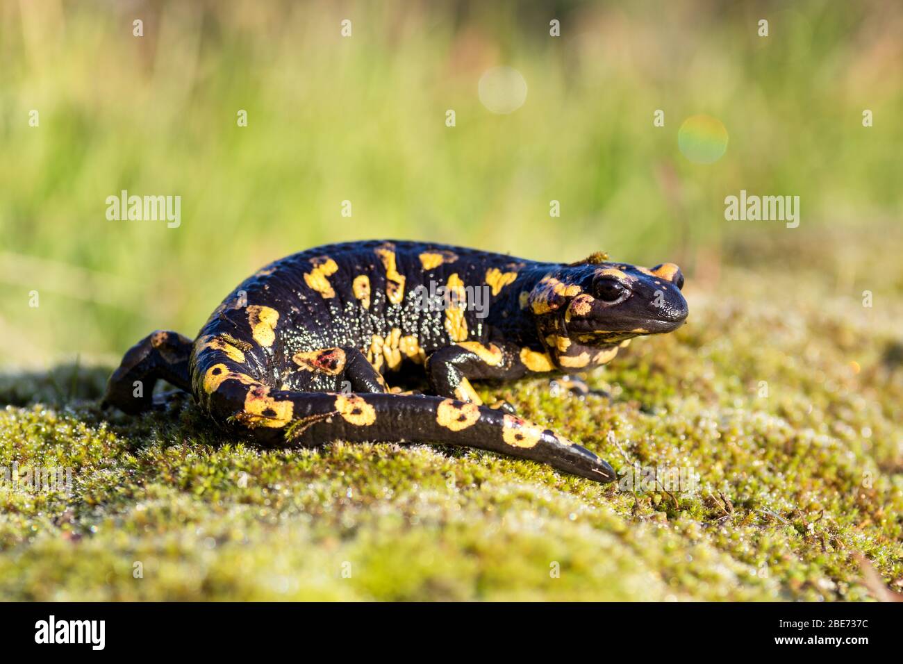 A fire salamander (Salamandra salamandra) photographed in Serra da Estrela (Portugal). Stock Photo