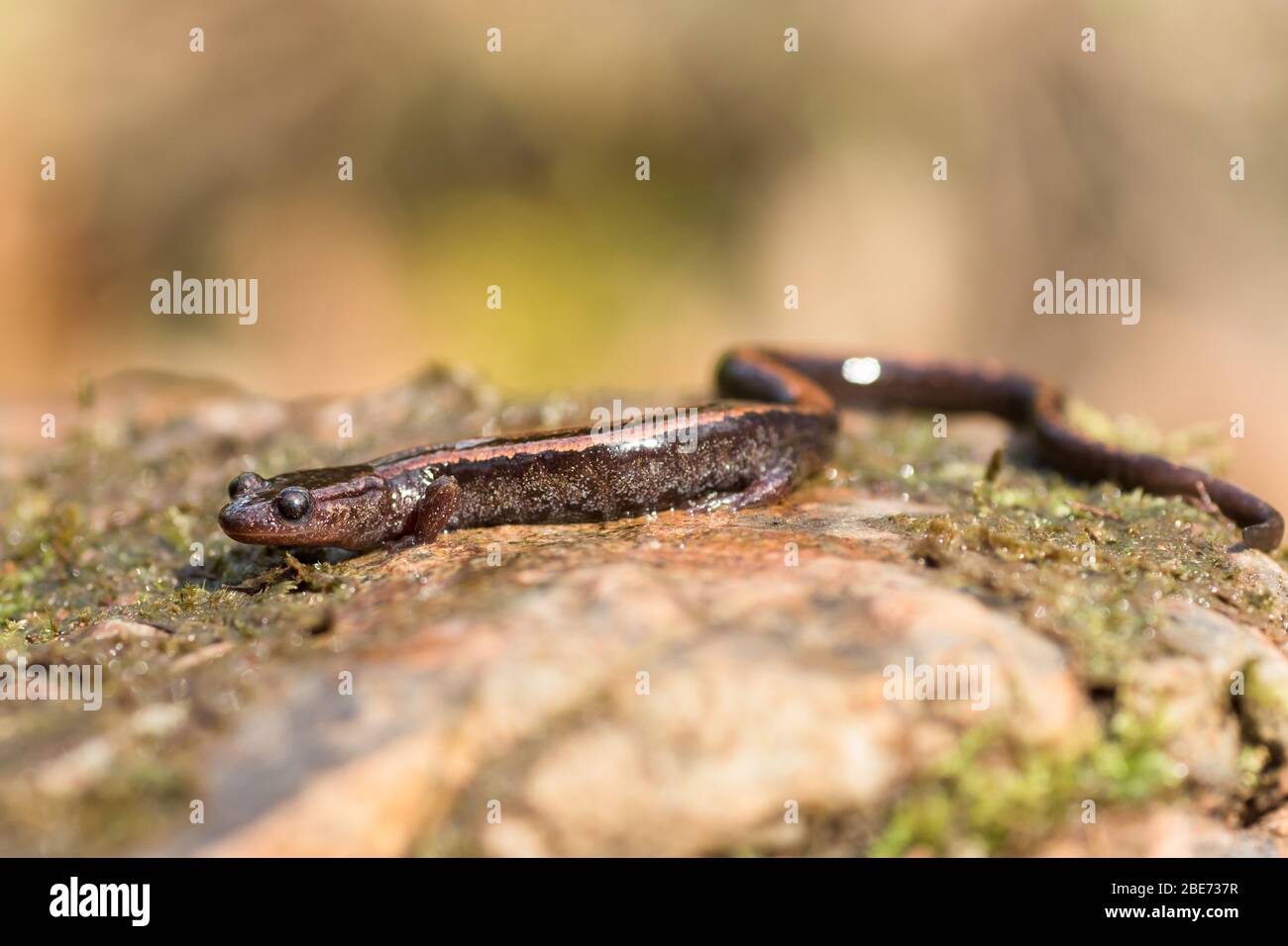 Golden-striped salamander (chioglossa lusitanica), a vulnerable amphibian endemic from Iberian Peninsula. Stock Photo