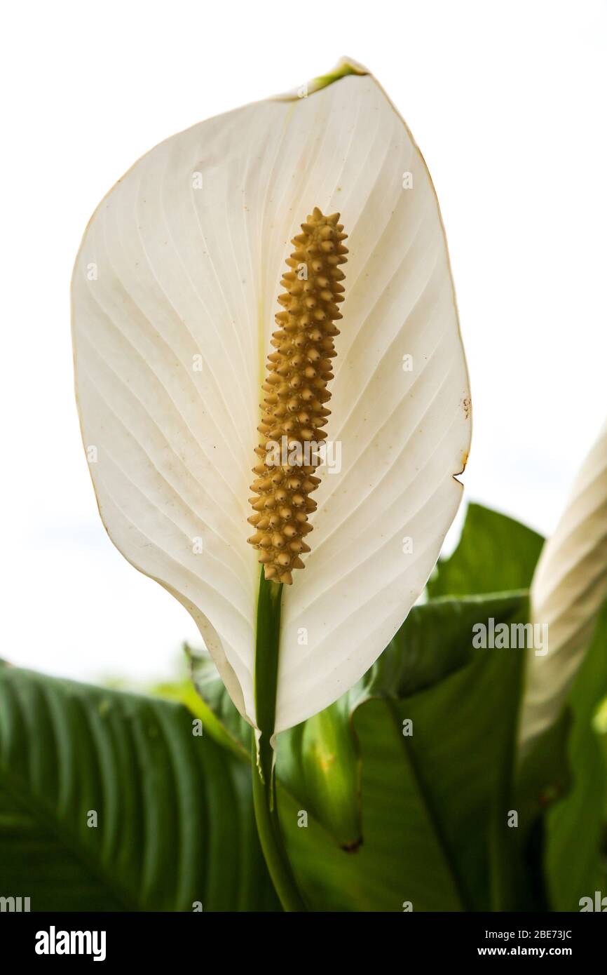 Bloom from a Peace Lily Against the Sky Stock Photo Alamy
