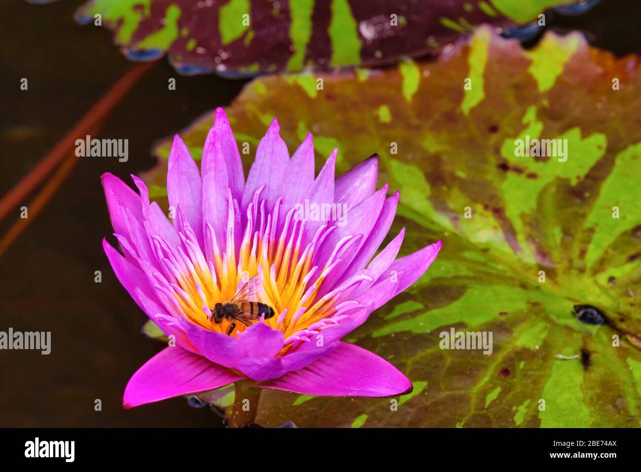 Lily bloom hi-res stock photography and images - Alamy