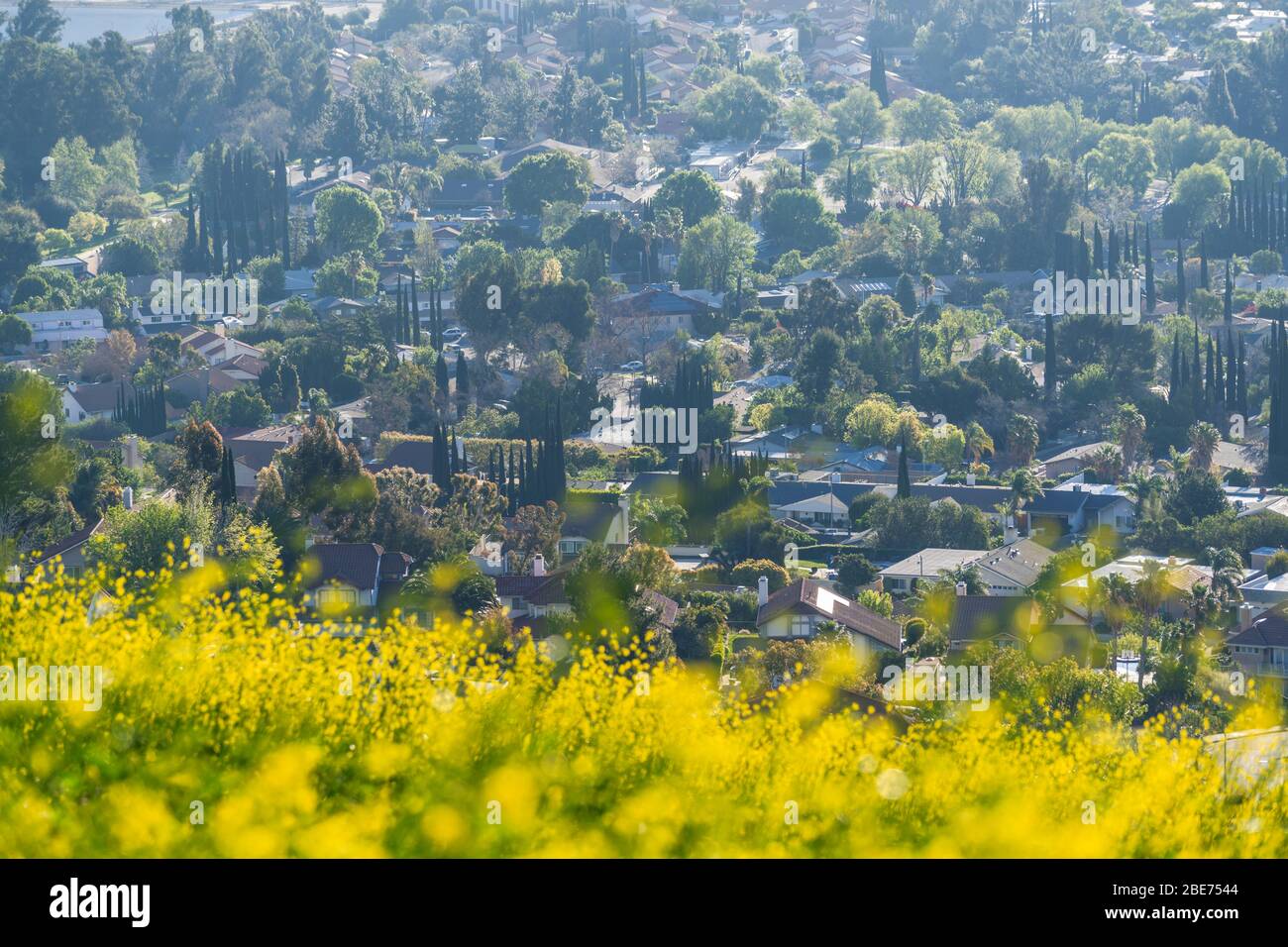 Wildflowers and suburban streets and homes in the San Fernando Valley