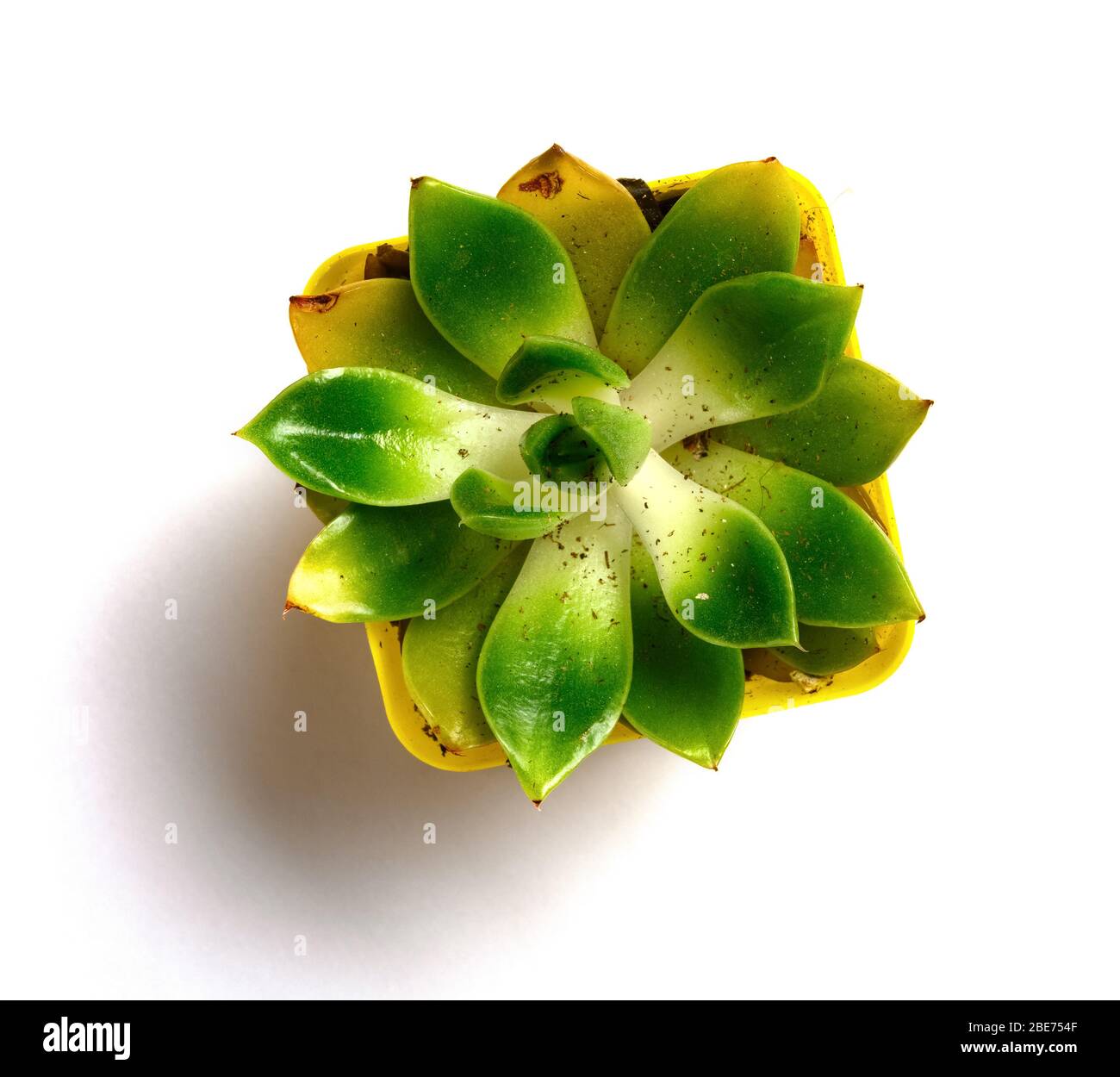 Succulents top view Cut Out Stock Images & Pictures - Alamy