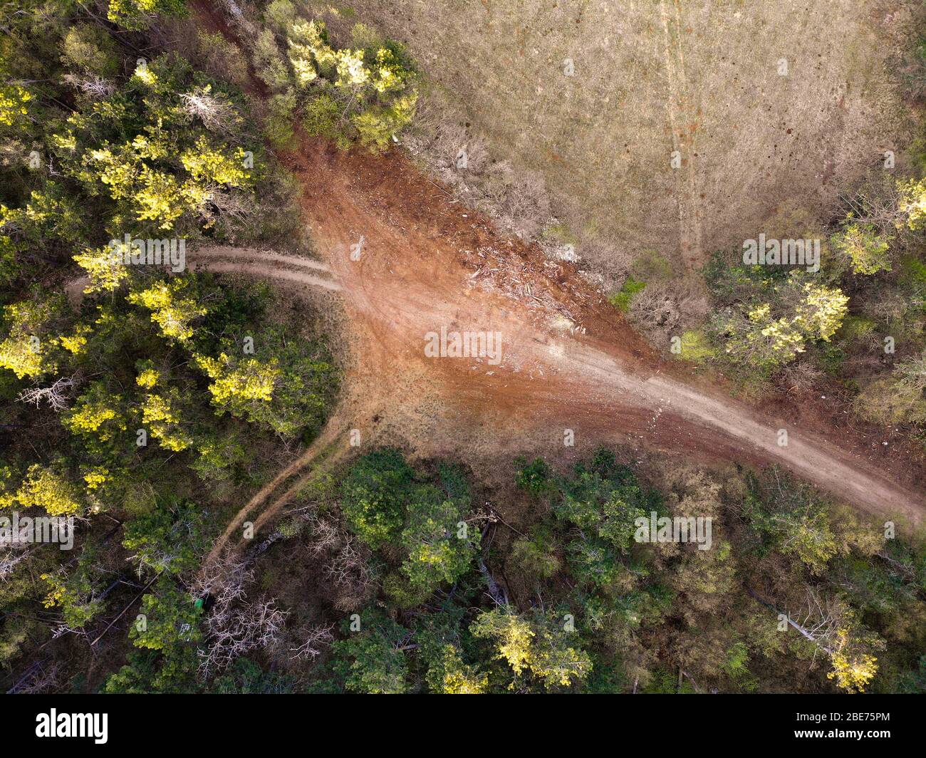 Aerial drone top view high over rural dirt country road crossroad in the pine wood Stock Photo