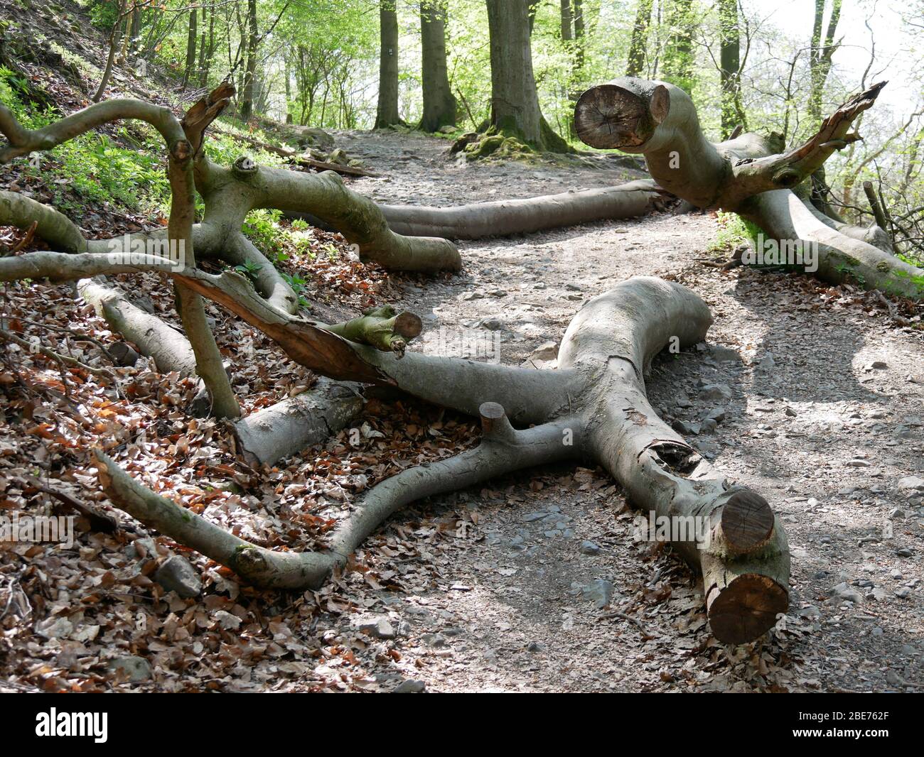 Tree on the ground hi-res stock photography and images - Alamy