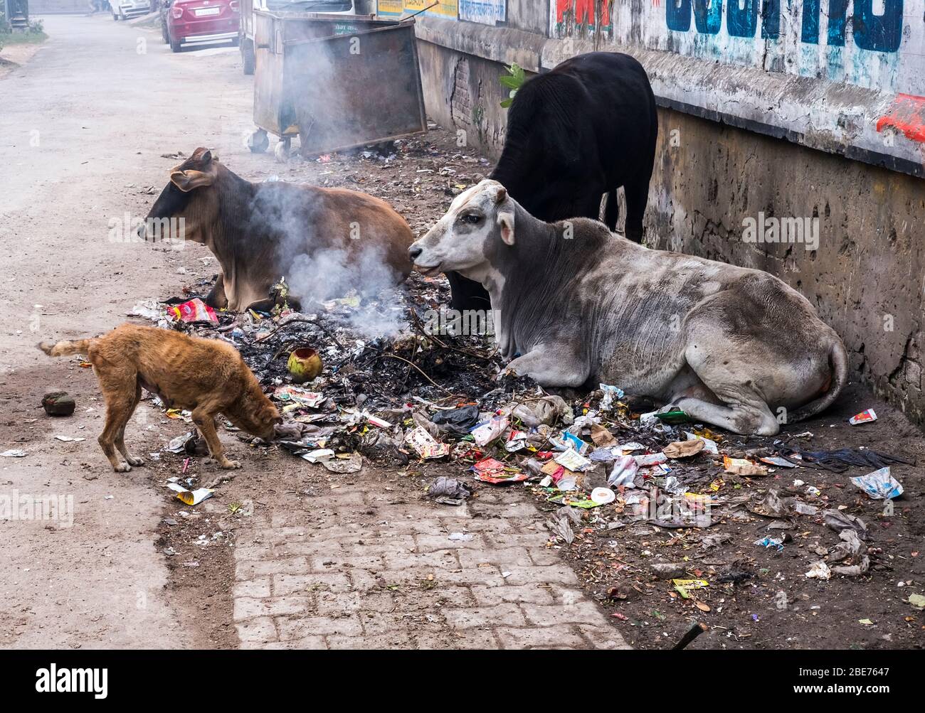 burning rubbish and stray cows and dogs on dirty streets of Varanasi, India Stock Photo