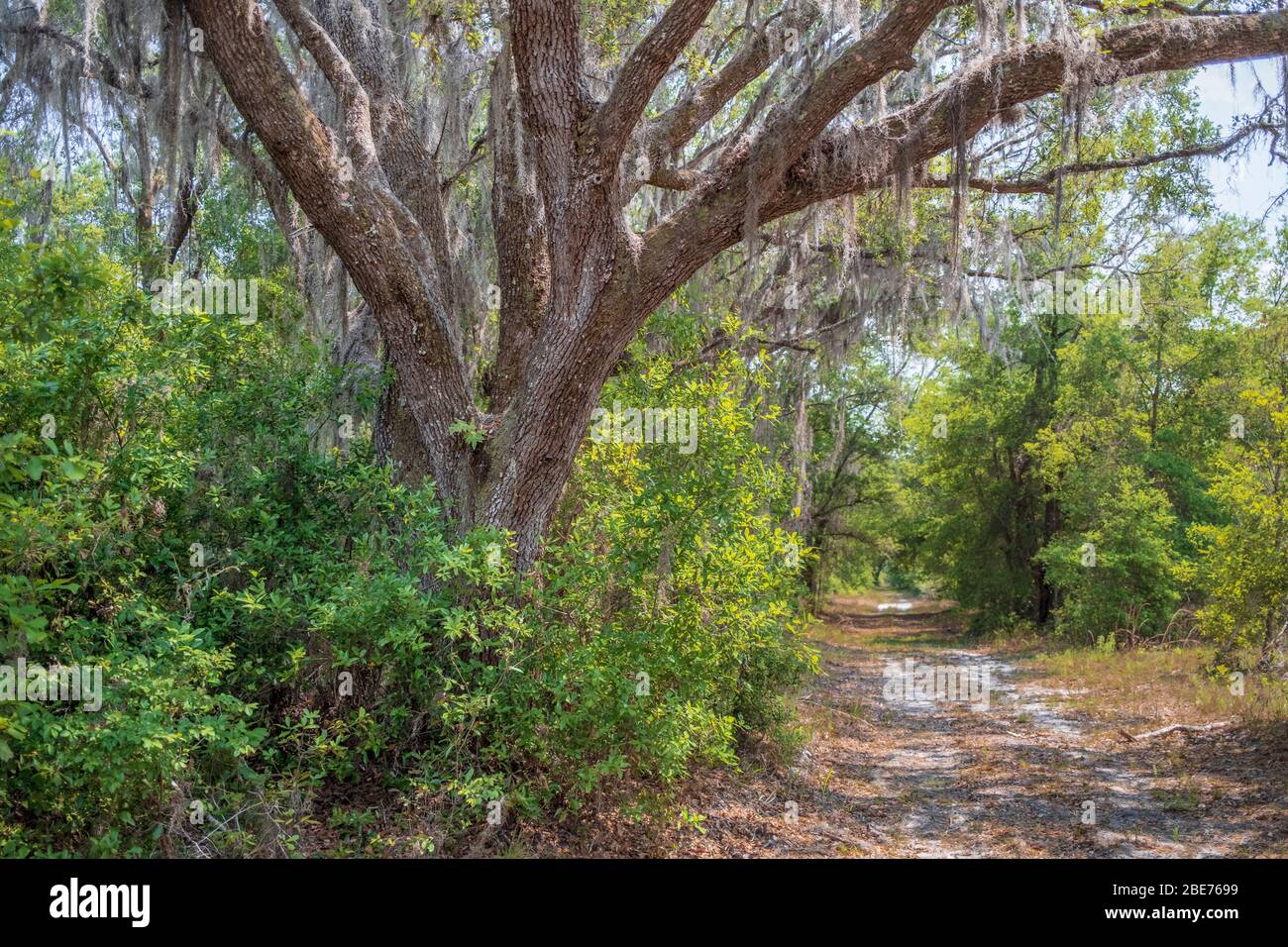 Live oak tree drapped in Spanish Moss along dirt road in forested area. Tropical Halpata Tastanaki Preserve. Dunnellon, Florida. Stock Photo
