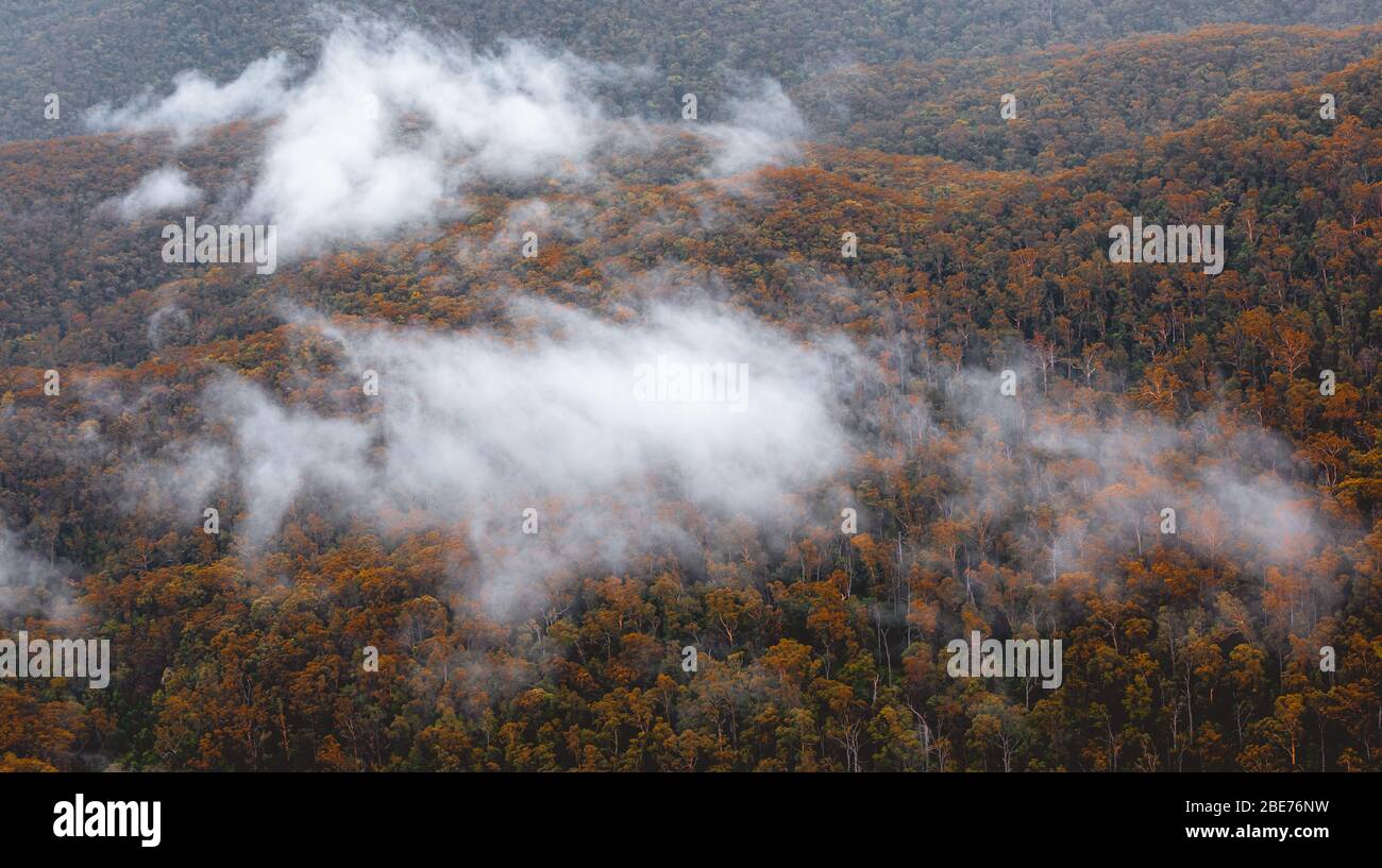 Autumn forest in the fog in the mountain Stock Photo - Alamy