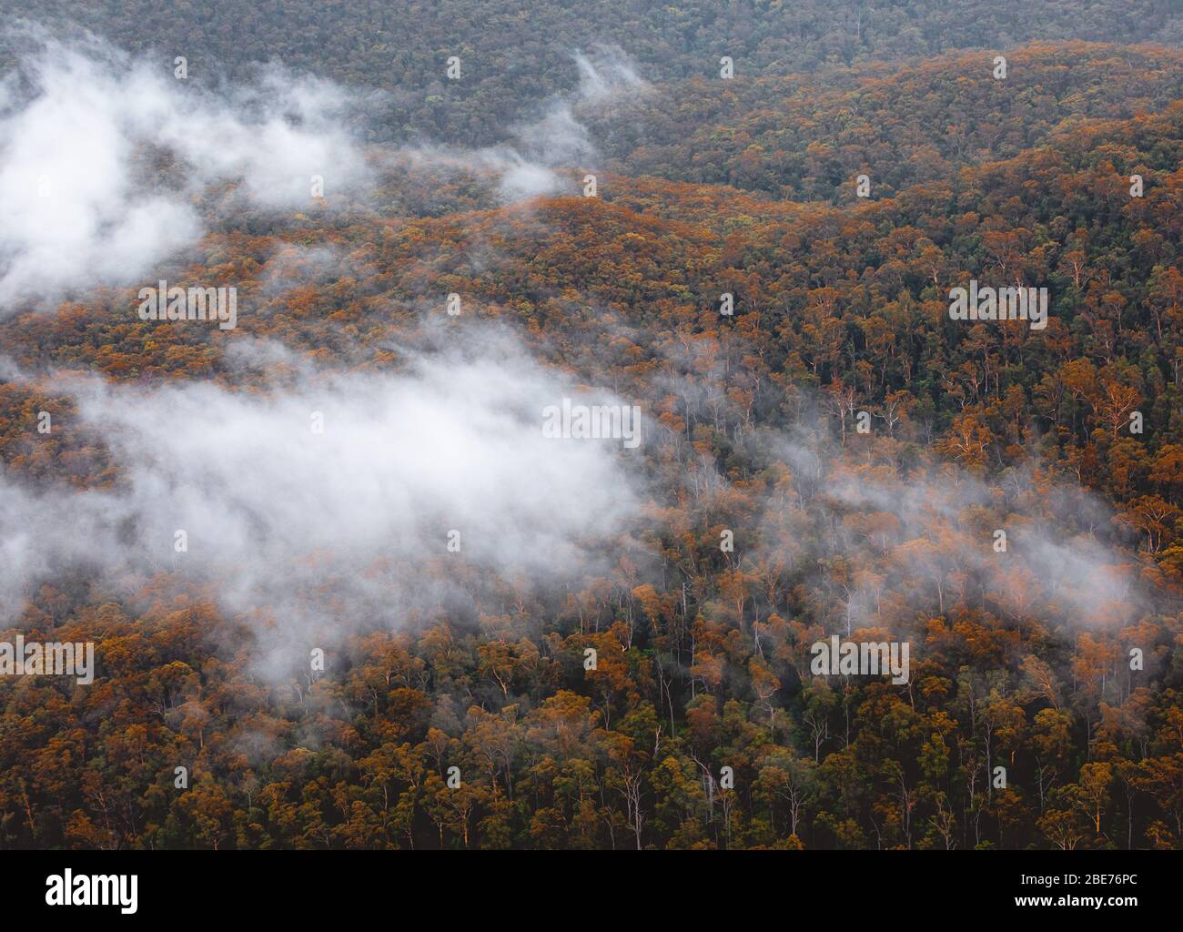 Autumn forest in the fog in the mountain Stock Photo - Alamy