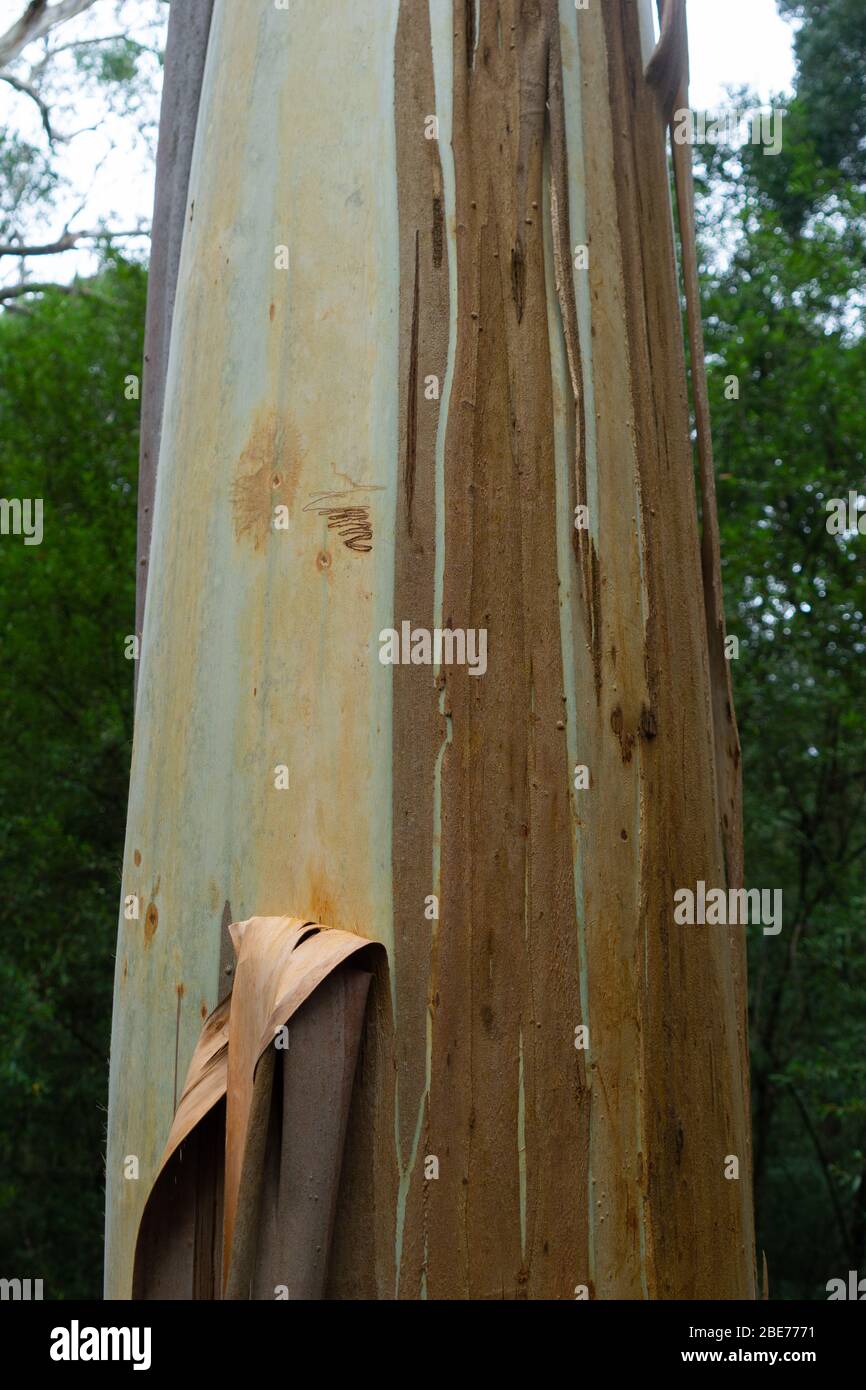 Typical tall straight eucalyptus tree closeup in forest in Victoria