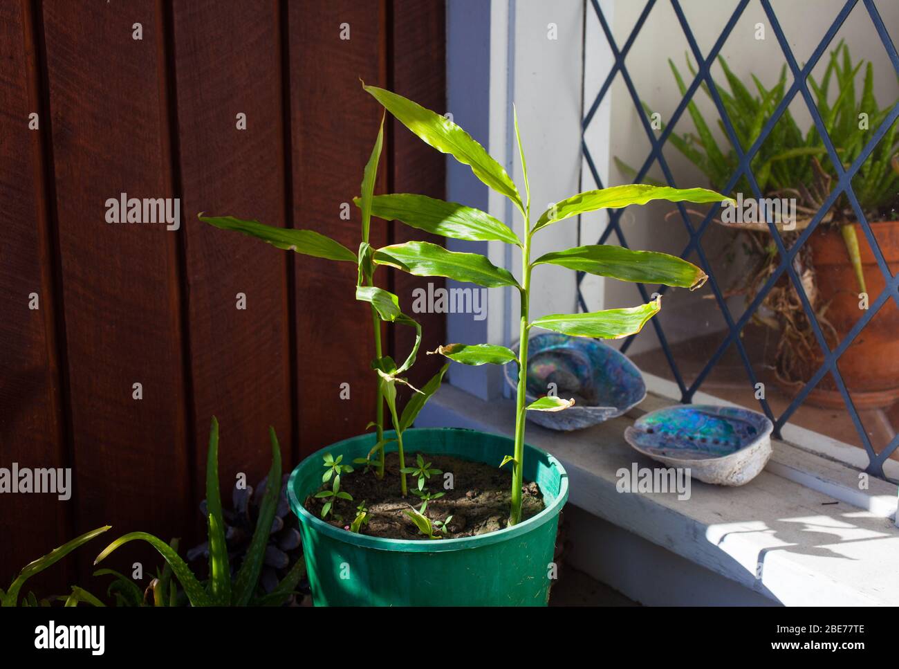 Root Ginger Plants (Zingiber officinale) growing in a flowerpot on my