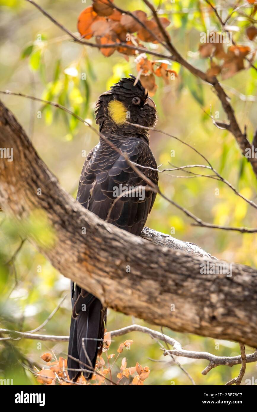 Yellow Tailed Black Cockatoo, (Calyptorhynchus funereus Stock Photo Alamy