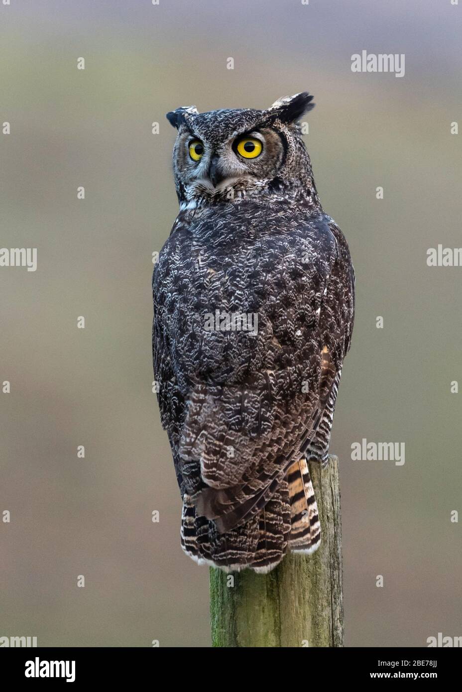 Great Horned Owl, perched, Point Reyes National Seashore, California, USA Stock Photo