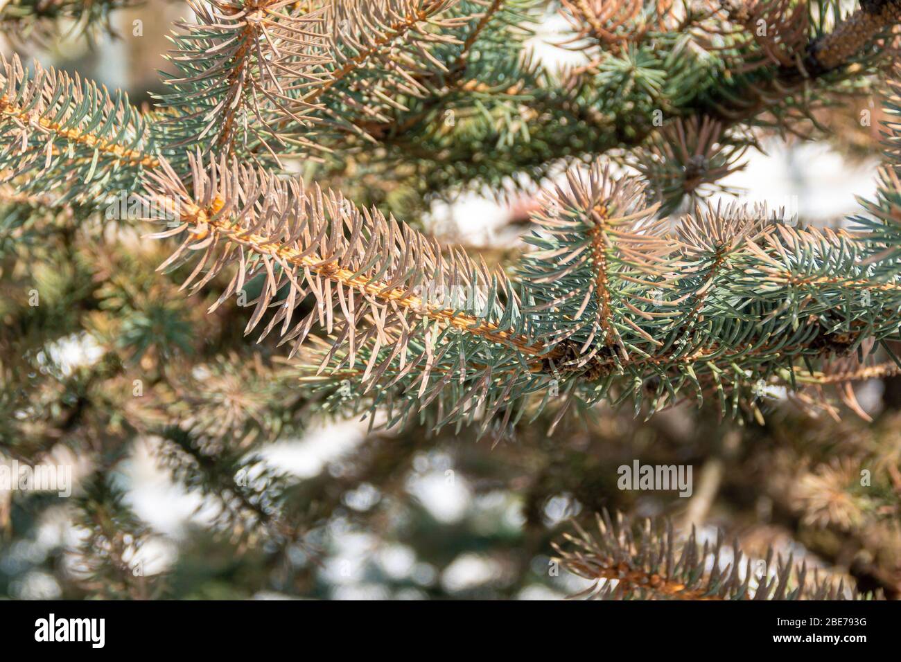 part of the blue spruce needles in spring became red, selective focus Stock Photo