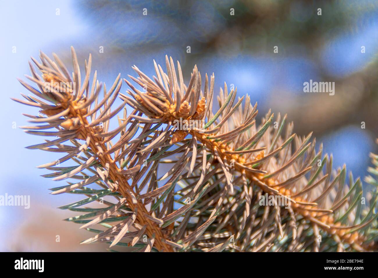 branches of blue spruce which changed color needles to brown, Picea pungens macro and buds small cones, selective focus Stock Photo