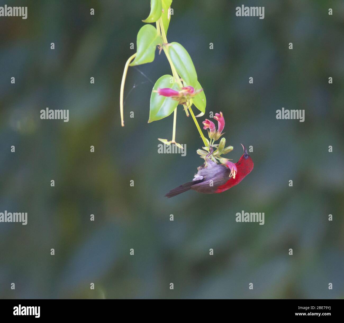 Crimson sunbird feeding on nectar of tropical flower Stock Photo