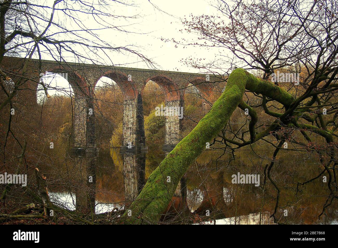 Moss-covered branch reaching out over a reservoir in Lanchashire with a tall railway arch bridge in the background Stock Photo