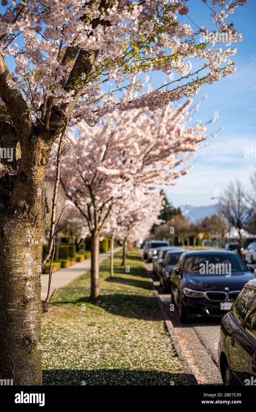 Cherry Blossoms in Vancouver Stock Photo Alamy
