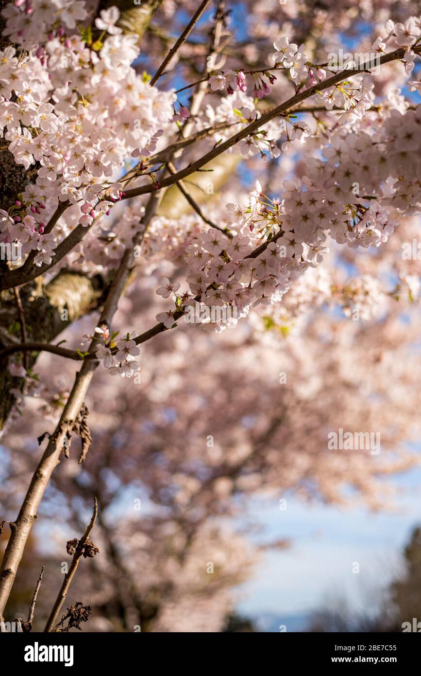 Cherry Blossoms in Vancouver Stock Photo Alamy