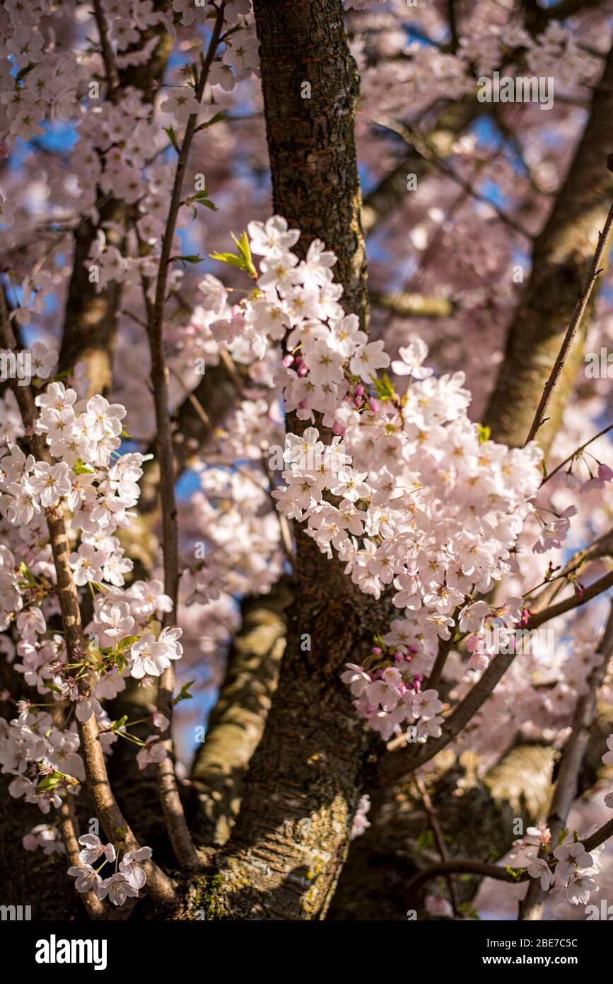 Cherry Blossoms in Vancouver Stock Photo