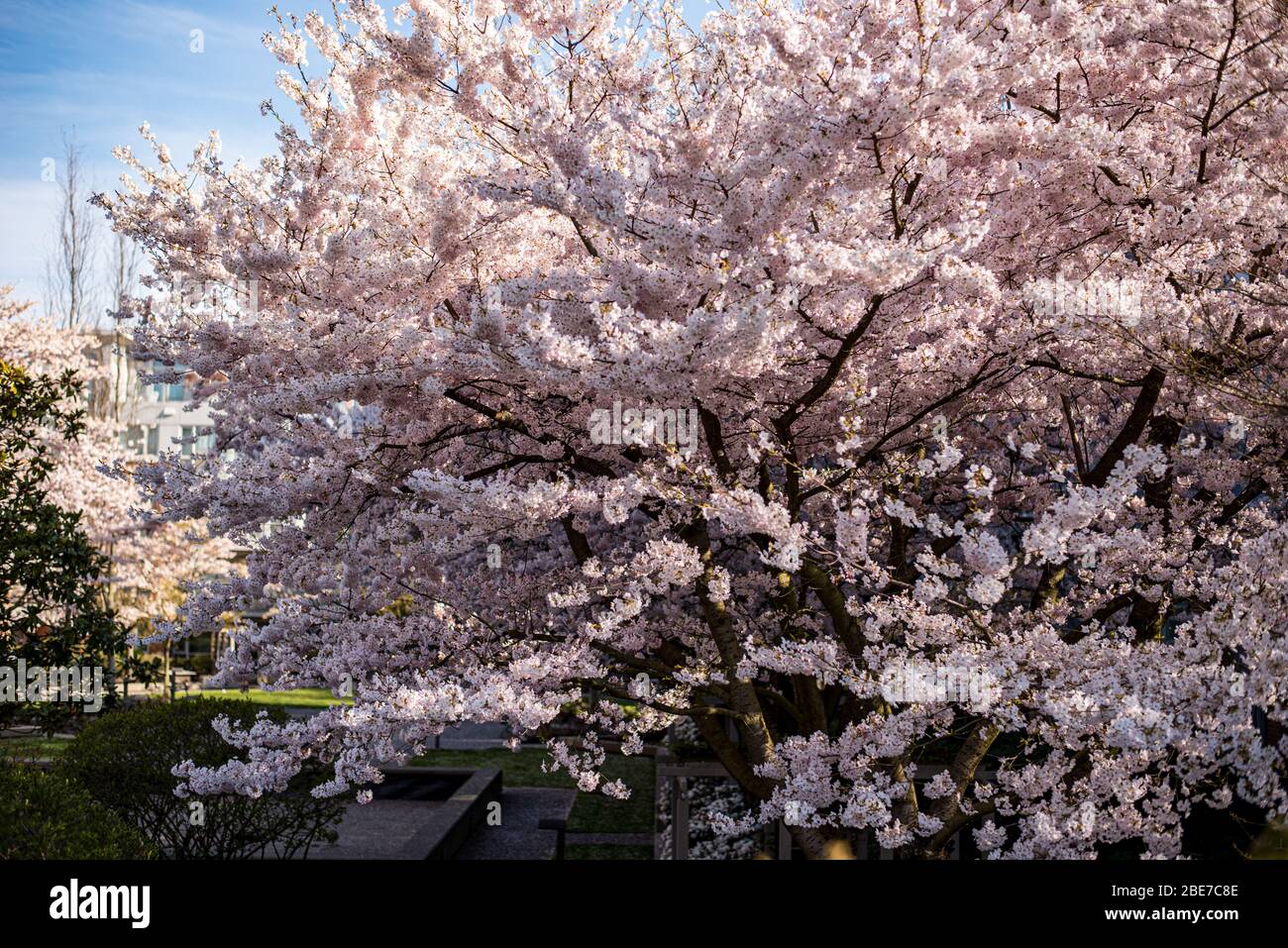 Cherry Blossoms in Vancouver Stock Photo