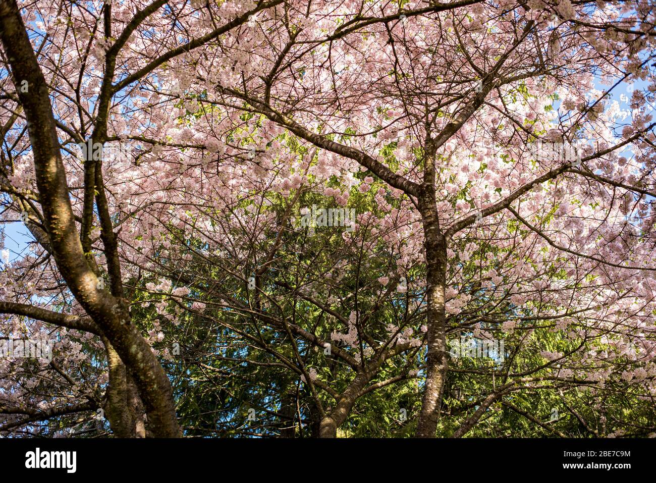 Cherry Blossoms in Vancouver Stock Photo Alamy