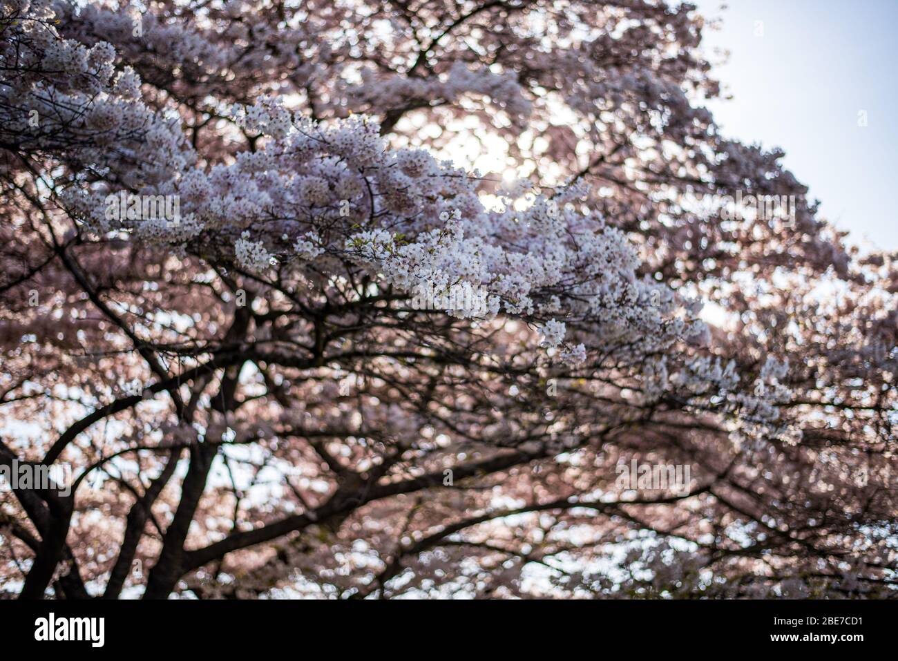 White cherry blossoms vancouver hi-res stock photography and images - Alamy