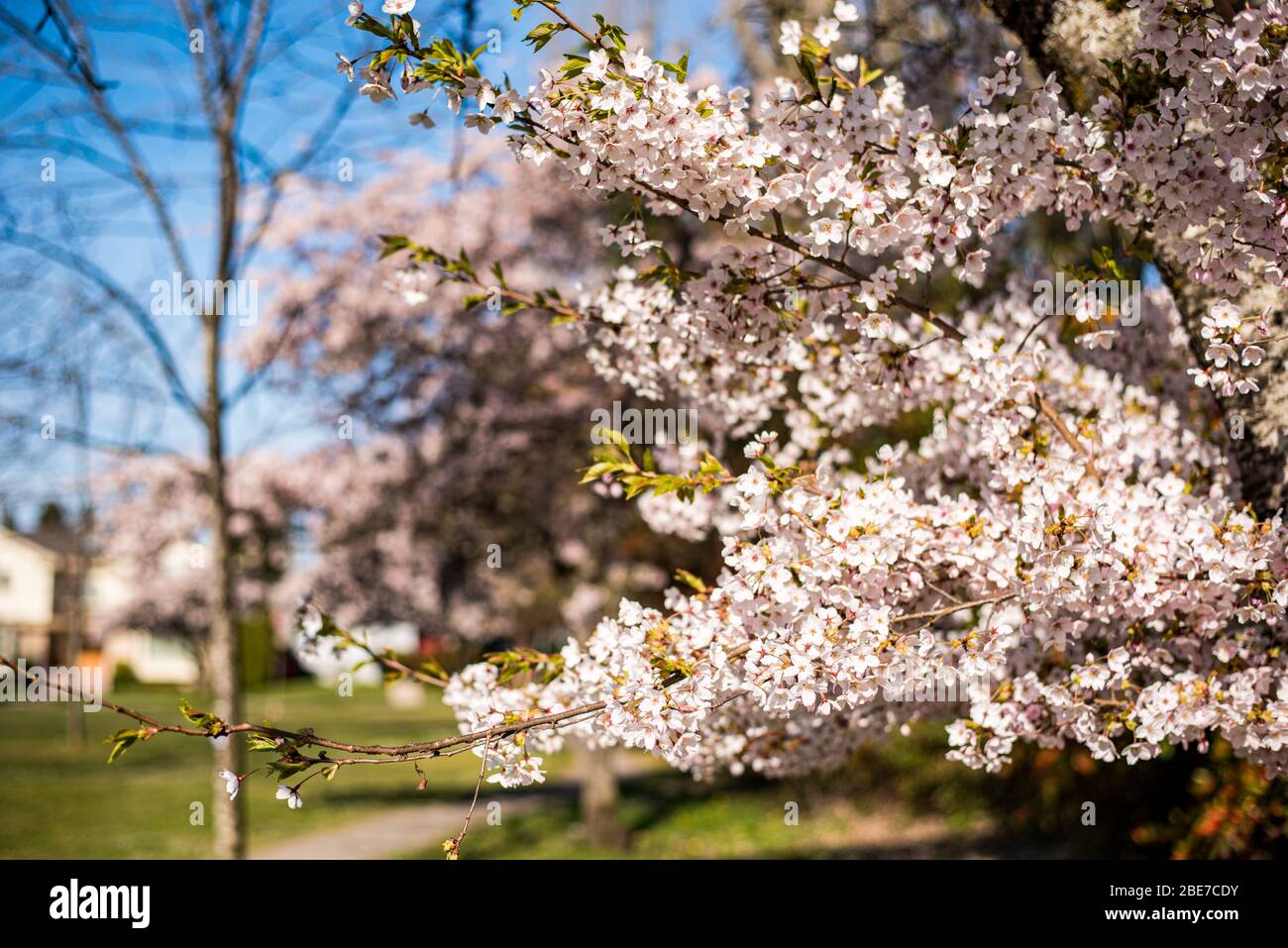 Cherry Blossoms in Vancouver Stock Photo Alamy