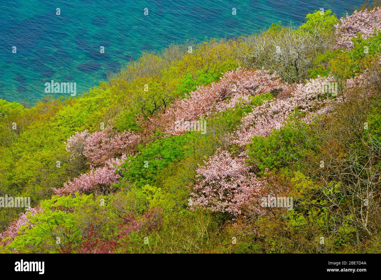 Yamazakura High Resolution Stock Photography And Images Alamy