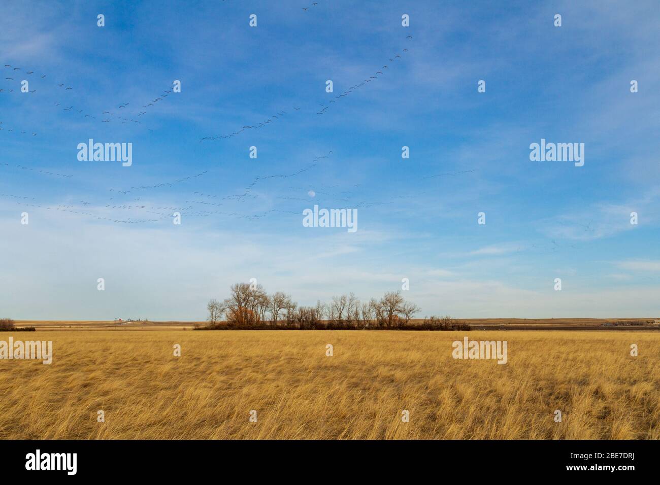 Snow geese head out for an evening feed in the farm fields near