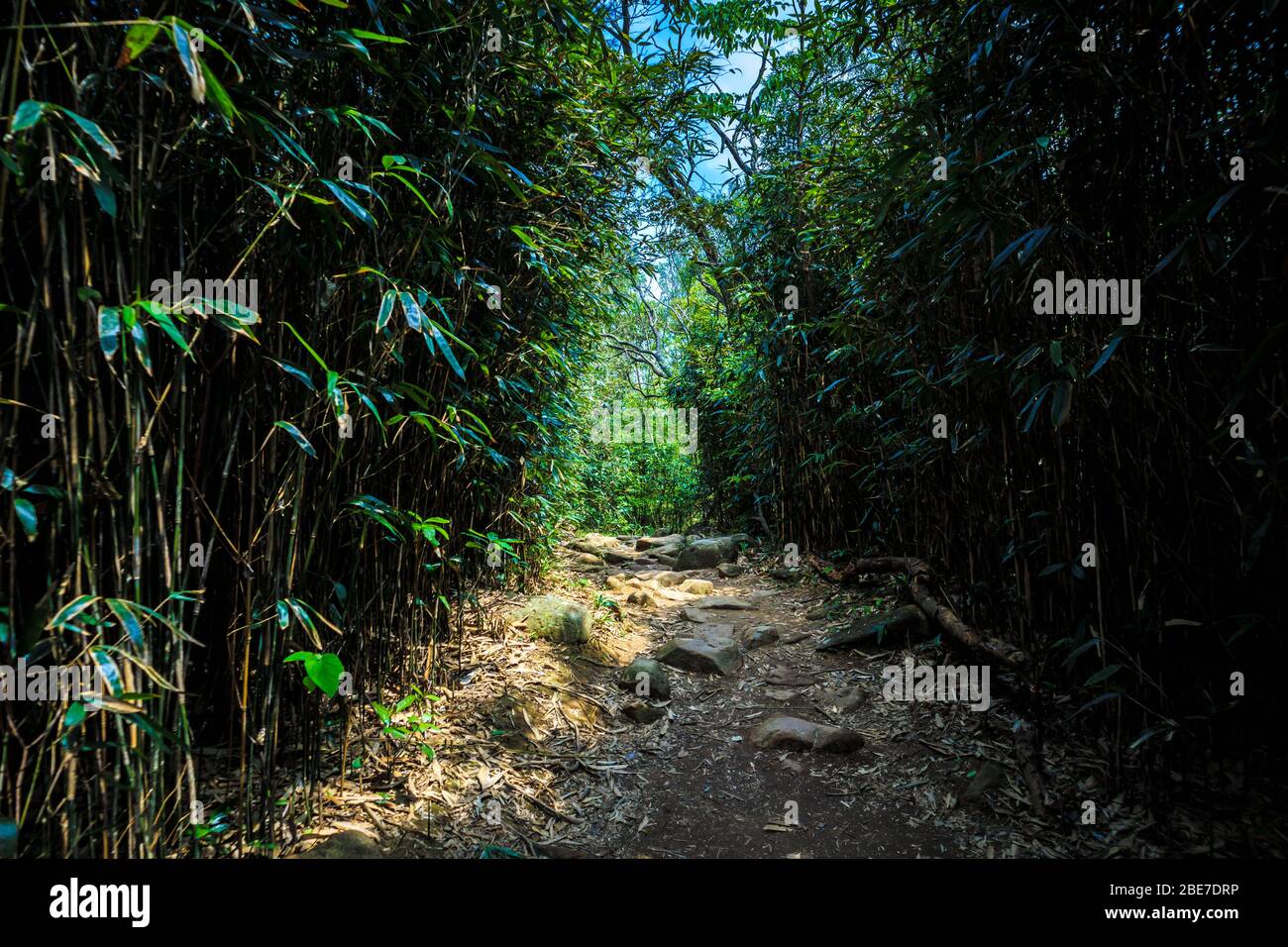 Bamboo grove in countryside of Hong Kong Stock Photo Alamy