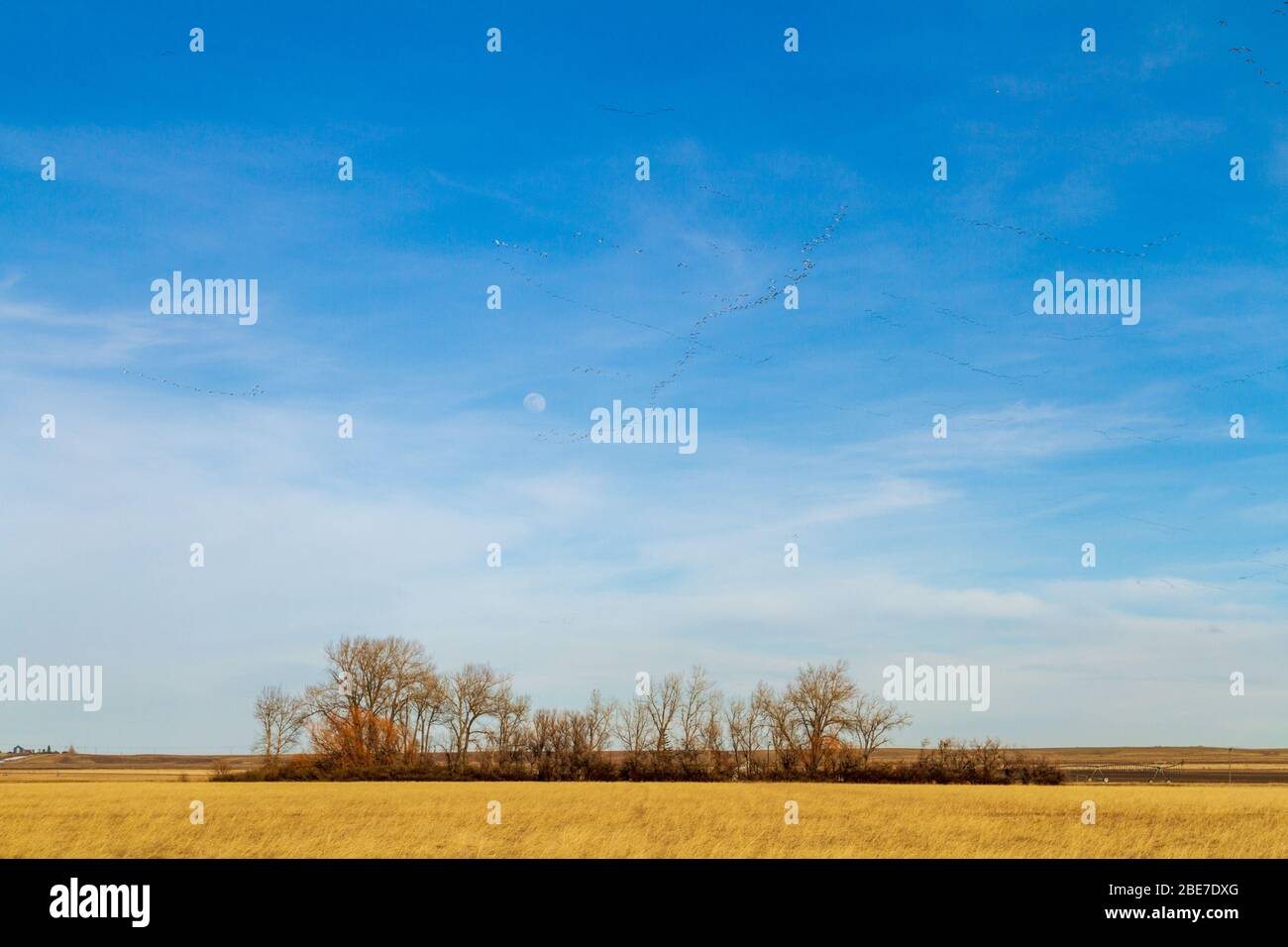 Freezeout lake wma hires stock photography and images Alamy