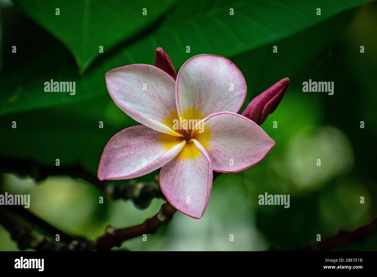 Various Flowers from SE Asia Stock Photo
