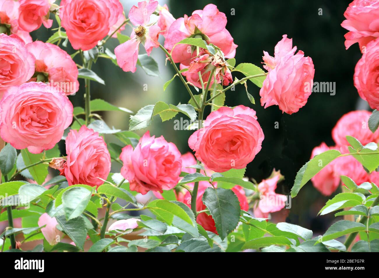 Hoa hồng: Với vẻ đẹp quyến rũ và mùi hương thơm ngát, hoa hồng là món quà thích hợp để thể hiện tình cảm của bạn. Hãy xem thử bức ảnh của hoa hồng tuyệt đẹp này và thưởng thức vẻ đẹp tuyệt vời của loài hoa này.