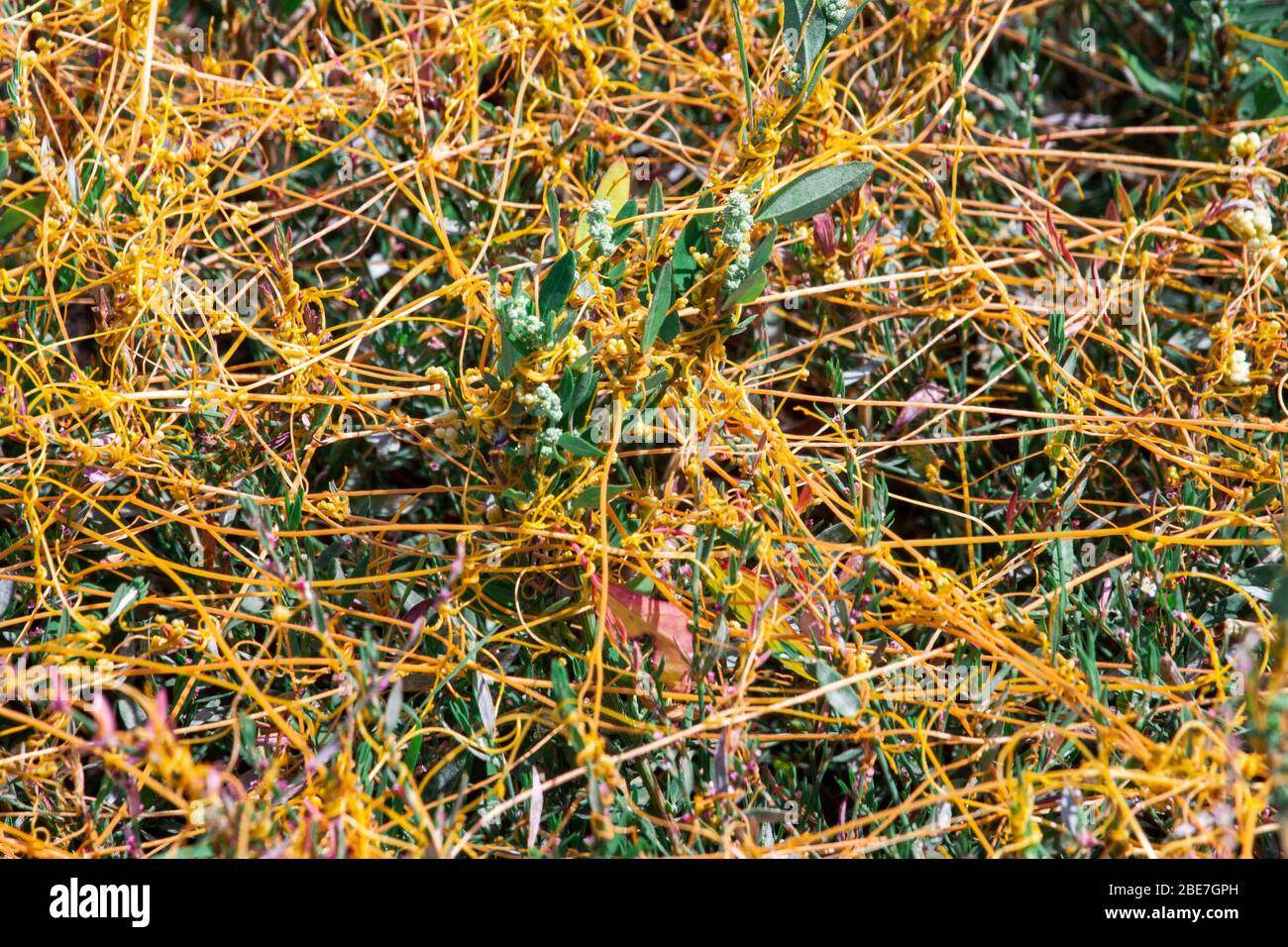 Vital Threads Dodder genus cuscuta parasite hi-res stock photography and images - Alamy