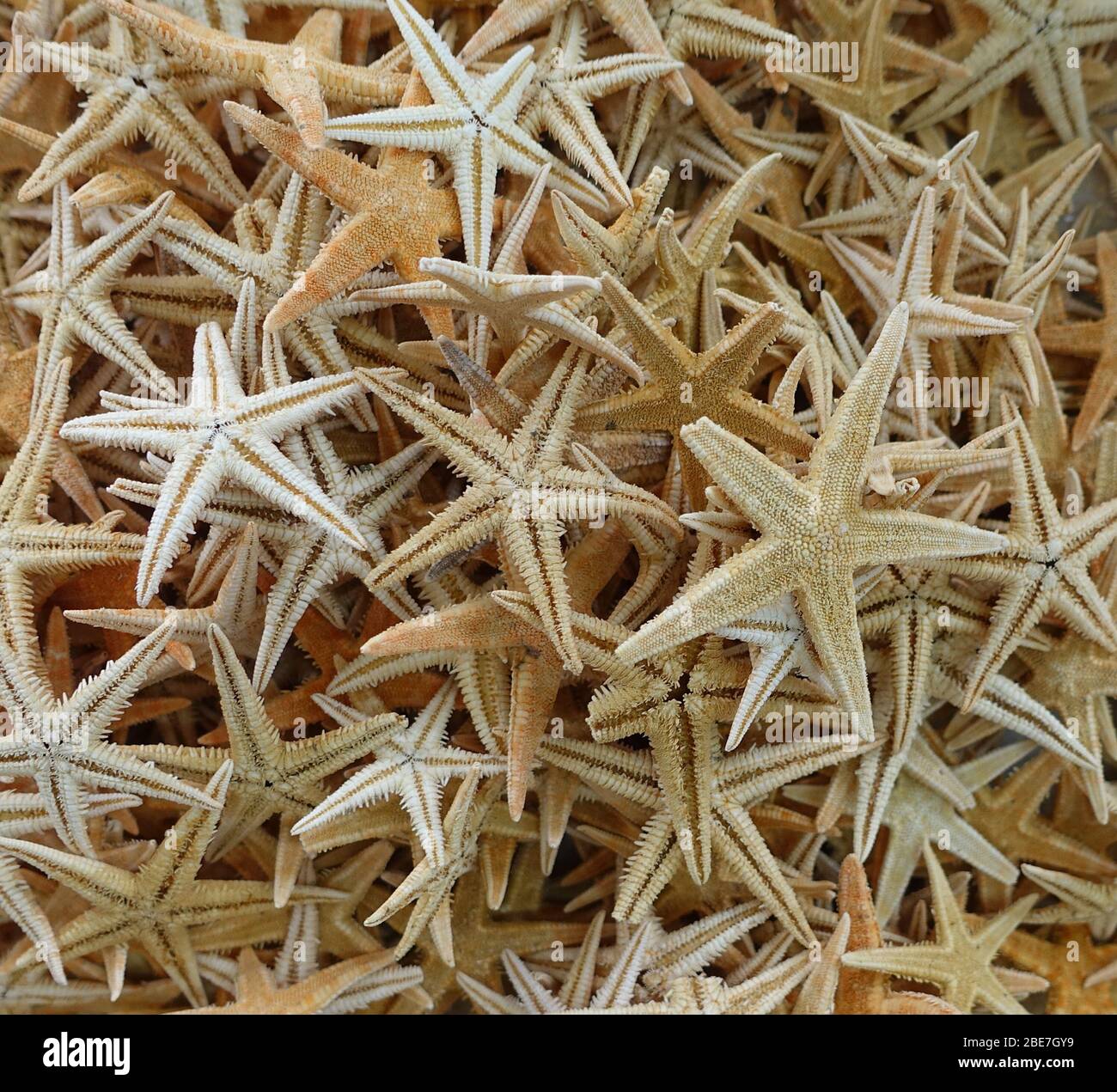 Rare seashells hi-res stock photography and images - Alamy
