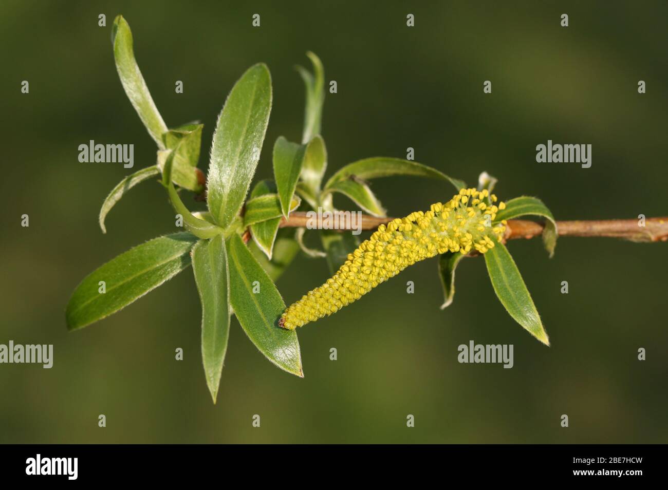 The leaves and flower of a White Weeping or Weeping Willow Tree, Salix alba, growing at the edge of water in spring. Stock Photo