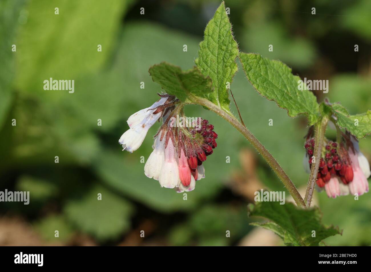 A flowering Comfrey, symphytum grandiflorum, plant in spring in the UK. Stock Photo