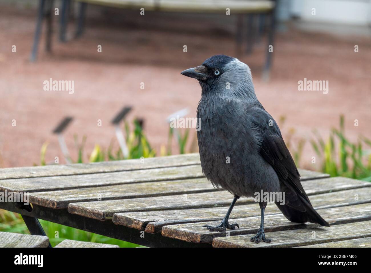 Jackdaw hanging around a cafe for scraps Stock Photo