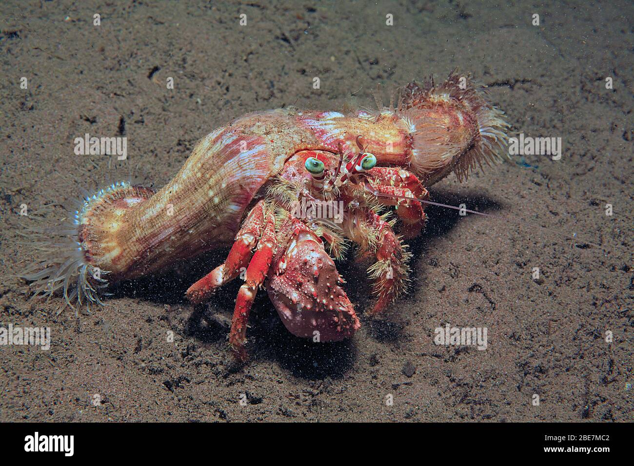 Anemone Hermit Crab (Dardanus pedunculatus) with parasitic anemones ...