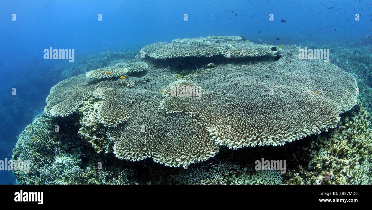 Coral reef with dominating Acropora table corals (Acropora hyacinthus), Apo- reef, Dumaguete, Negros, Visayas, Philippines Stock Photo