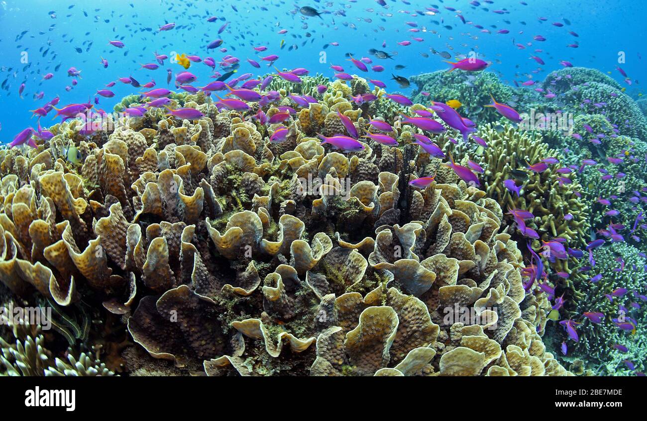 Yellowback Anthias cruising over Montipora corals (Acroporidae), Mindanao, Philippines Stock Photo