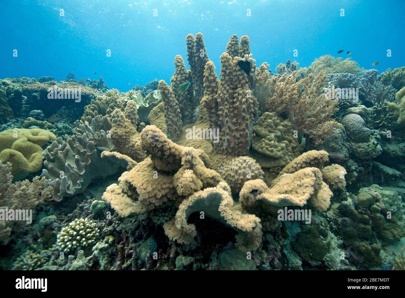 Bowl coral (Turbinaria peltata), Moalboal, Cebu, Visayas, Philippines Stock Photo