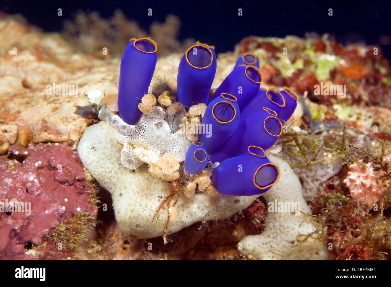 Blue Sea Squirt (Clavelina coerulea), Moalboal, Cebu, Visayas, Philippines Stock Photo