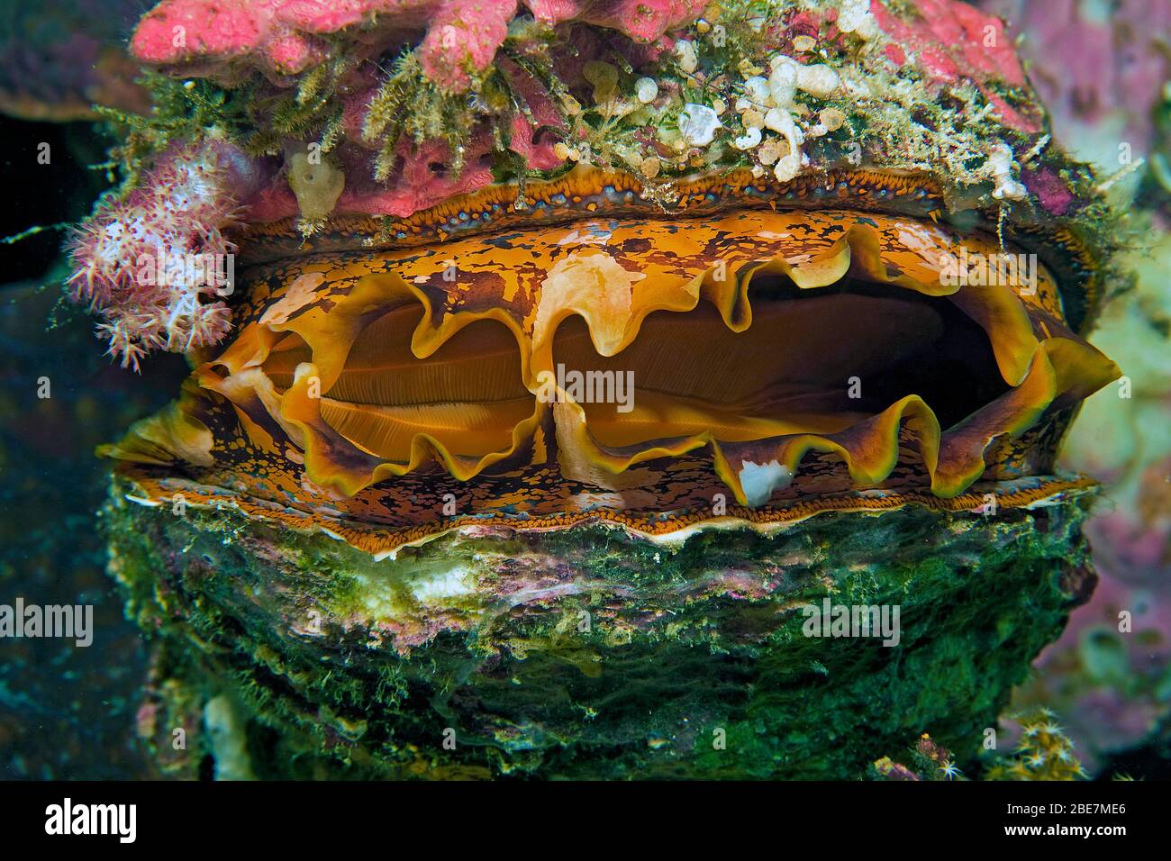 Spondylus or Thorny Oyster shell (Spondylus variauns), Sabang Beach, Mindoro, Philippines Stock Photo