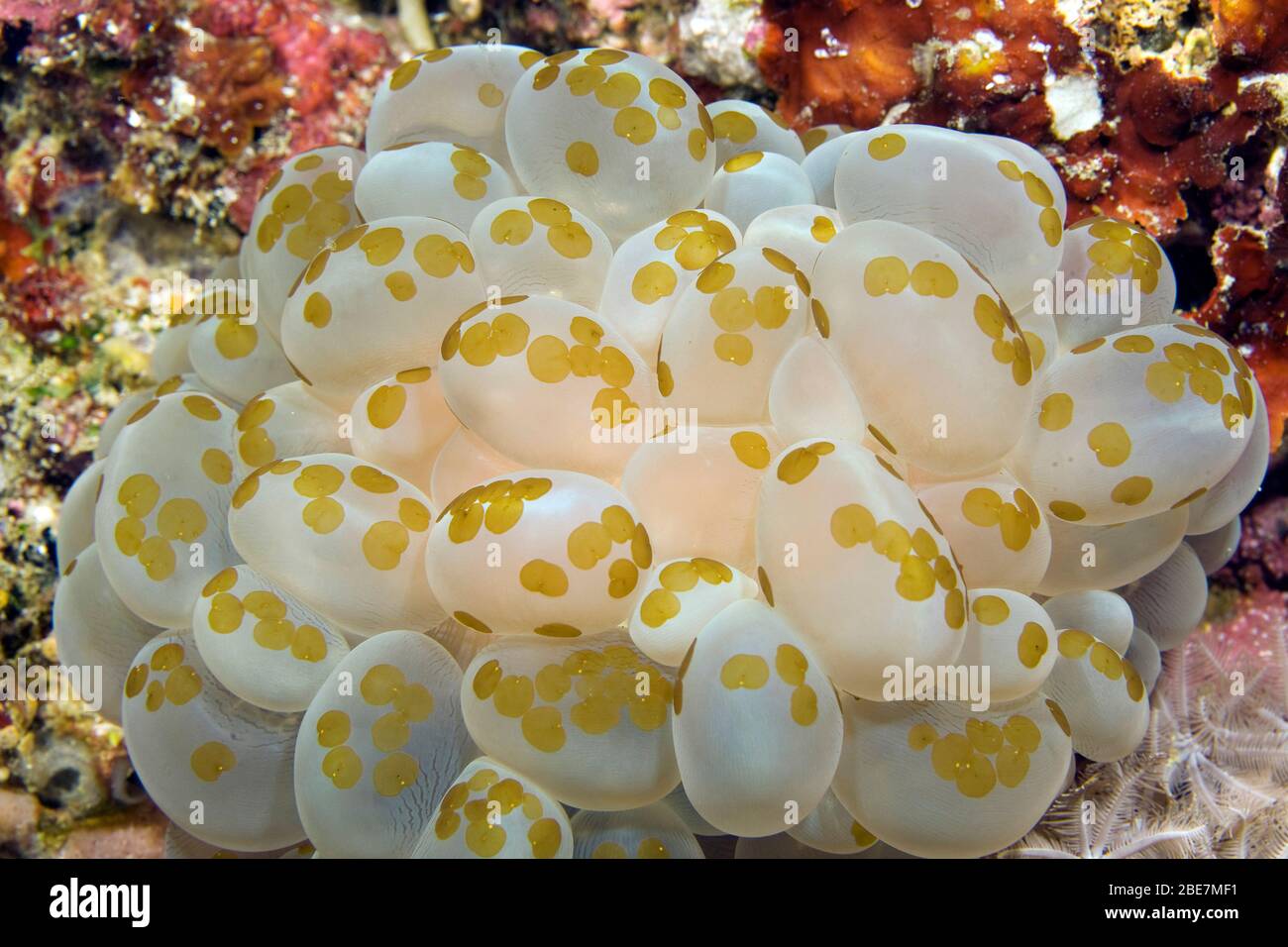 Waminoa flatworms on the surface of a Bubble Coral, Grape Coral (Plerogyra sinuosa), Moalboal, Cebu, Visayas, Philippines Stock Photo