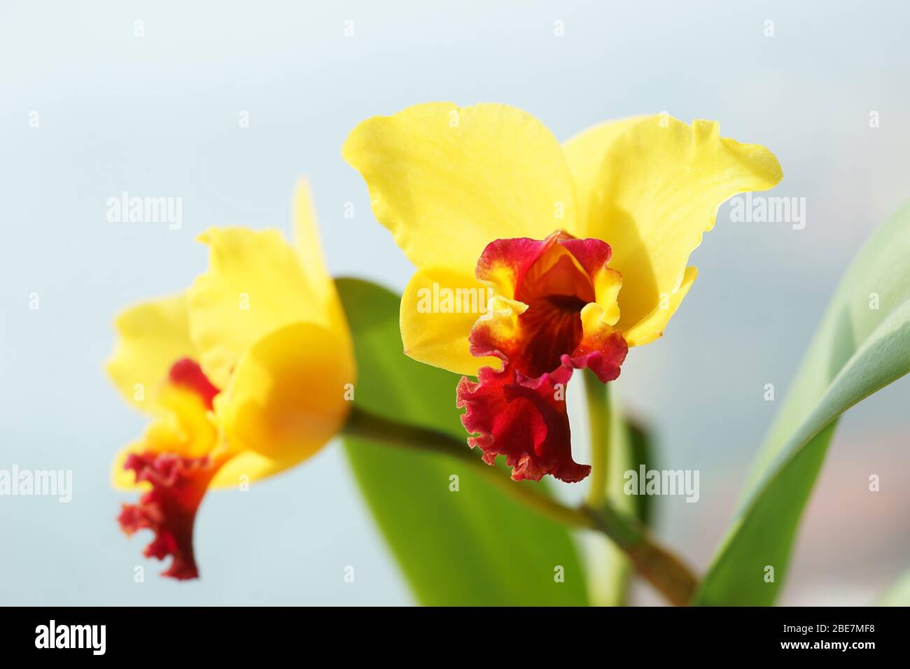 Flower of Rhyncholaeliocattleya - cattleya orchid little magician type Stock Photo