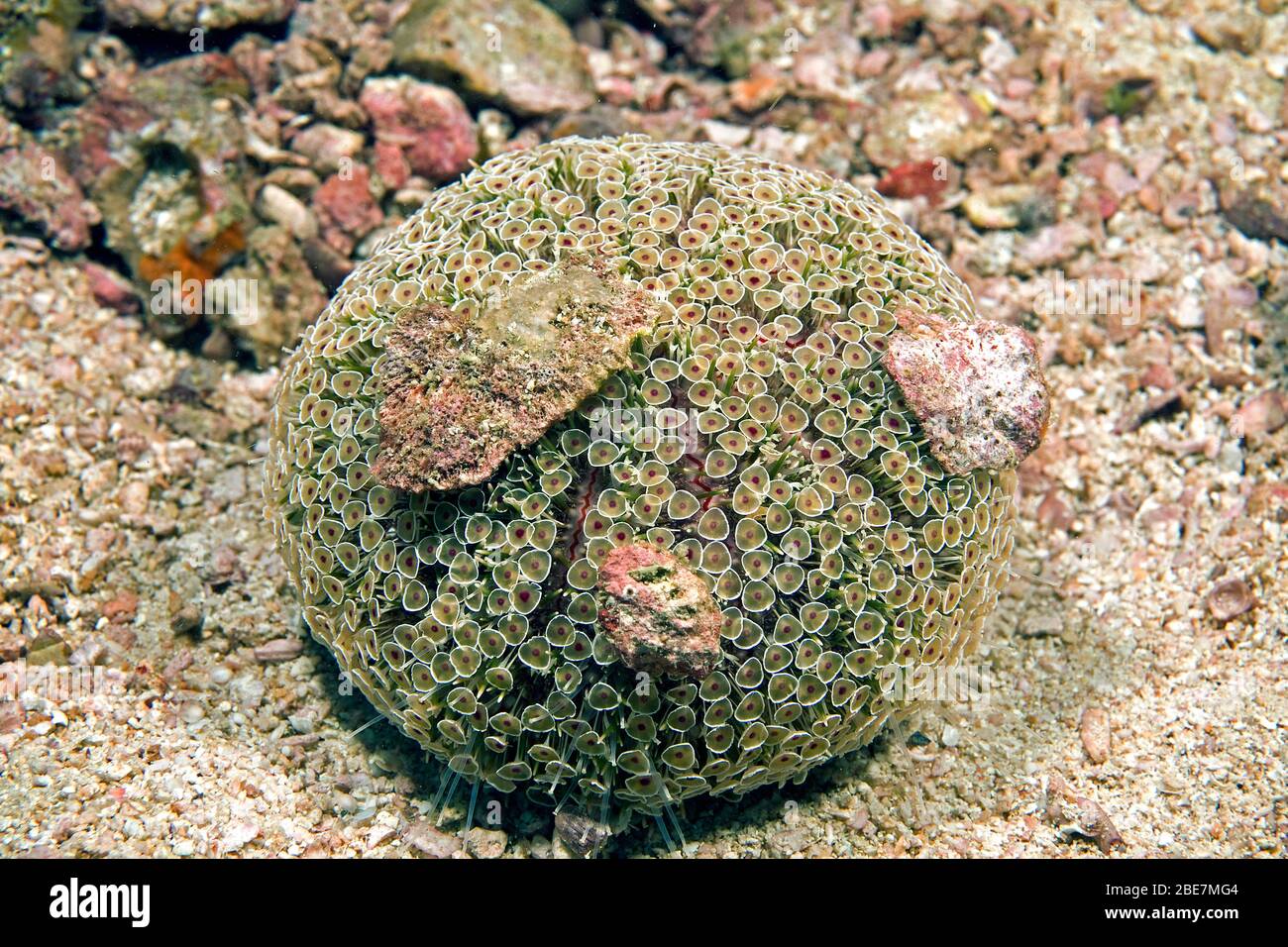 Flower urchin (Toxopneustes pileolus), this urchin is extremely venomous, Negros, Visayas, Philippines Stock Photo