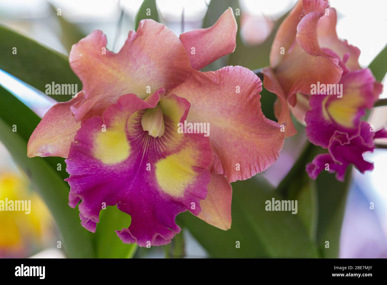 Orchid flower in orchid garden at winter or spring day for beauty and agriculture design. Cattleya Orchidaceae. Stock Photo